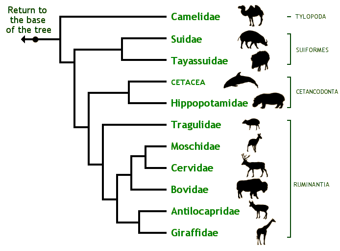 Découverte d'une nouvelle espèce d'anguilles, «fossile vivant